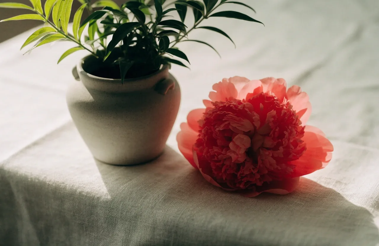 Plante d intérieur et fleur posées sur papier ivoire