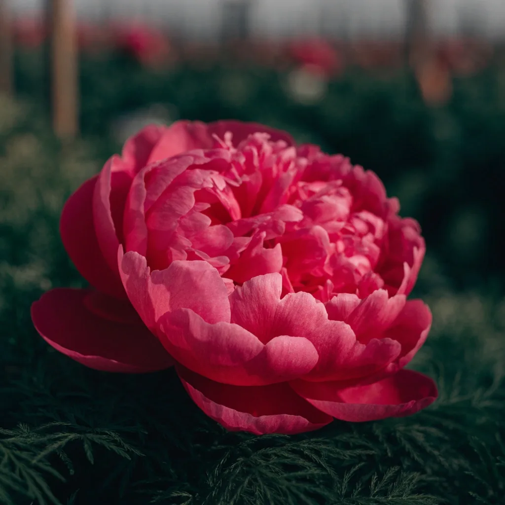 Pivoine rose saturée sur feuillage sombre