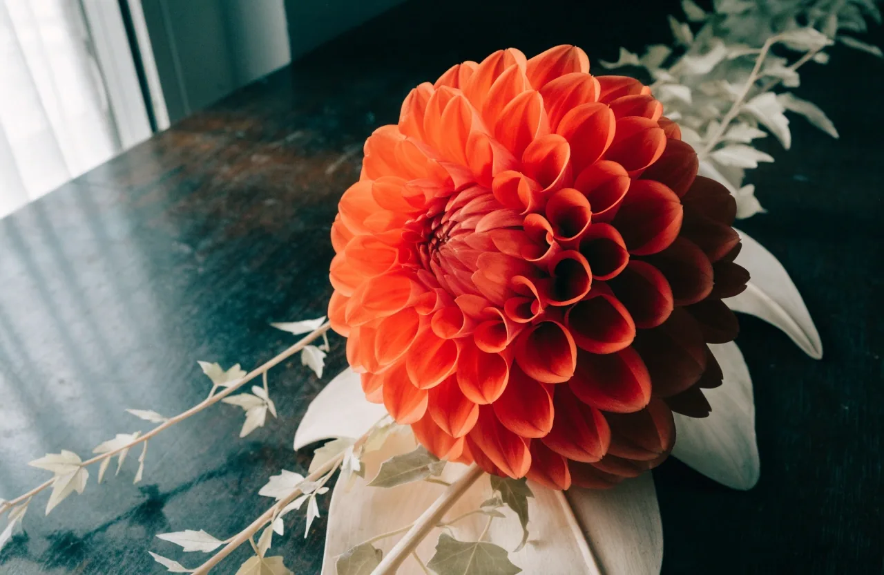 Dahlia saturé posé sur feuilles ivoire, table d’atelier sombre